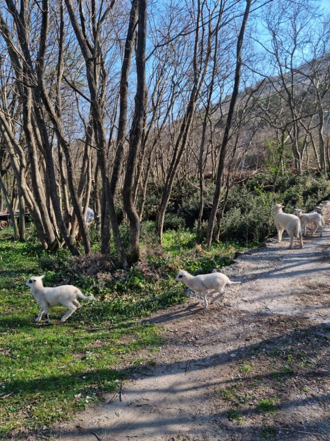 Wolf & Sheep Nature & Adventure Podgorica Ngoại thất bức ảnh