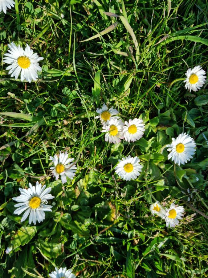 Wolf & Sheep Nature & Adventure Podgorica Ngoại thất bức ảnh